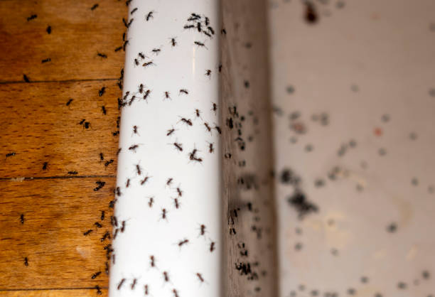 Best Bird Control  in Monroe, WI