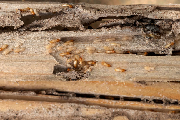 Trusted Monroe, WI Pest Control Experts